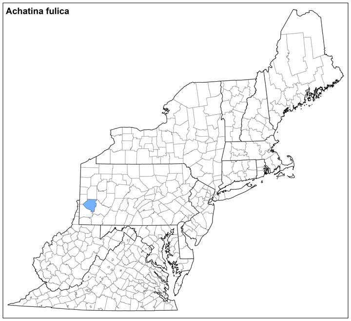 Lissachatina fulica  Range Map